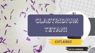 Clastridium Tetani explained in ಕನ್ನಡದಲ್ಲಿ  for bsc MLT amp DMLT  lab in kannada microbiology [upl. by Lanod468]