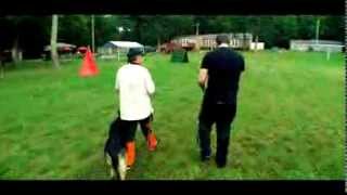 German Shepherd NIKO Obedience Training [upl. by Lawtun]