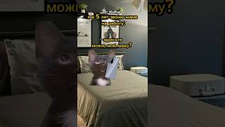 Звонок ограбил котика😱 cat фрет [upl. by Sarge591]