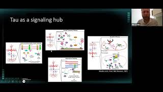 Pathogenic Tau Activates Signaling Pathways to Disrupt Fast Axonal Transport [upl. by Obau]