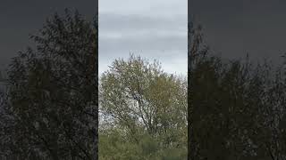 Three Starlings Fly Above Great Cormorant Sitting On Pylon birds avian nature [upl. by Prunella]