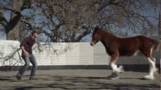 HD Clydesdales 2013 Budweiser Super Bowl Ad — Extended Version of quotBrotherhoodquot [upl. by Posner834]