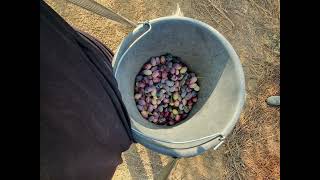 Olivenernte bei Rotem und Merav Israeli Khemin [upl. by Hametaf]