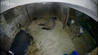 Horse Sven lays down in his stall and cracks off 30 second epic fart [upl. by Relyk]