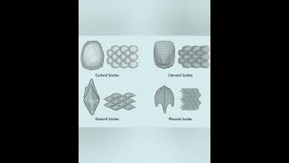 Scales in Fishes🐠 lifescience zoology bsc msc [upl. by Demp]