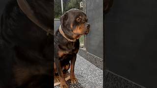 Rottweiler Bubzee Ne Final Lady Ollie Ke Sath Wo Galat Kaam Kar Liya shorts dogs rottweiler [upl. by Yorker]