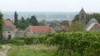 Zeit der Weinlese in Rheinhessen FlörsheimDalsheim und Zell [upl. by Towland854]