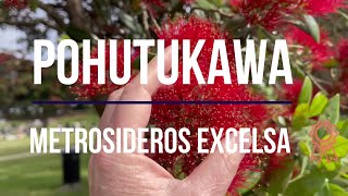 Pohutukawa Metrosideros excelsa New Zealand Christmas Tree Summer Flowering plant of the week [upl. by Nyliuqcaj]