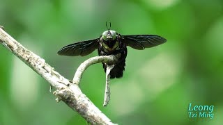 Xylocopa latipes male 20Oct2017a [upl. by Meagan]