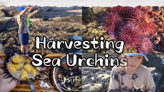 Harvesting some sea urchinsUNI [upl. by Gruver]