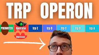 TRP OPERON EXPLAINED [upl. by Tomkins]