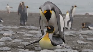 King Penguin Couple Courting And Mating 2019  Flightless Birds  Aquatic Birds  South Georgia [upl. by Goodhen]