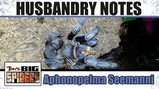 Aphonopelma seemanni Costa Rican Zebra Husbandry Notes [upl. by Niatirb]