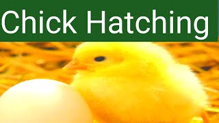 Baby Chick Hatching Egg Hacting [upl. by Gilburt46]