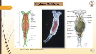 Phylum Rotifera  BS Zoology Course Invertebrate Diversity urduHindi [upl. by Eniamraj]