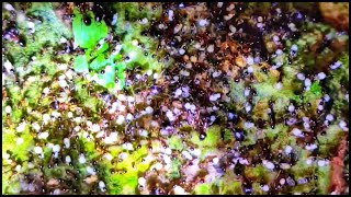 ARMY ANTS HUNTING DARK PHEIDOLE ANTS [upl. by Adelina]