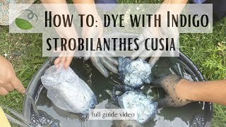 Part 2  How to Dye with Indigo Strobilanthes Cusia  full guide video [upl. by Stevy919]