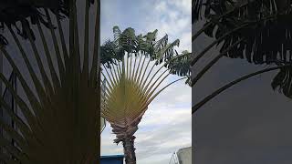 Ravenala madagascariensis travellers tree travellers palm  EastWest palm [upl. by Ellebyam]