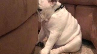 When dogs make mistakesBest Funny Guitly Dogs Compilation of all time [upl. by Garcon]