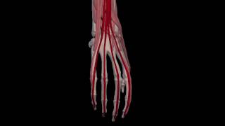 Arm Muscles 37 Extensor Digitorum Communis [upl. by Rusell]