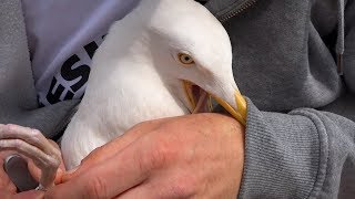 Herring Gull Rescue  Fishing line removed from leg  Cornwall [upl. by Schnorr]