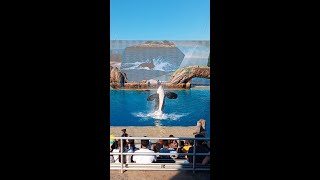 Killer Whale at Seaworld🌊california [upl. by Lichtenfeld228]