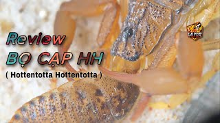 REVIEW  Bọ Cạp HH  Hottentotta Hottentotta   Loài vật lưỡng tính tự nhân giống [upl. by Moskow]