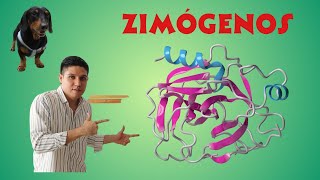 Regulación enzimática Zimógenos o proenzimas [upl. by Aronos]