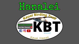 Birding HAWAII Scenic Lookout  Kauai Birding Trail  HANALEI [upl. by Nerb]