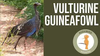 Vulturine Guineafowl africanbirds birds birding [upl. by Vivica]