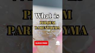 What is Phloem Parenchyma shorts facts biology [upl. by Andryc]