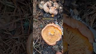 LACTARIUS 👉🍄 lactarius niscalos mushroom micologia nature seta foryou parati fungi food [upl. by Llerrom]