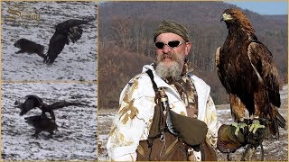 Hari Herak  Wild Boar Hunting with Eagle  Wildschweinjagd mit Adler [upl. by Erusaert]