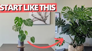 How to set up your Monstera for success [upl. by Tonneson421]