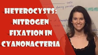 Heterocysts Nitrogen Fixation in Cyanonacteria [upl. by Stout]