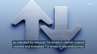 γEnolase enhances Trk endosomal trafficking to promote neurite outgrowth [upl. by Arun]