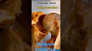 Real Human Shoulder joint anatomy youtube youtubeshorts [upl. by Lund]