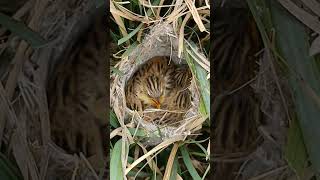 Zitting Cisticola Nestlings The Grasslands Hidden Treasures short youtubeshorts [upl. by Liggitt]