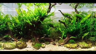 HOW TO Care for Aquarium Plants [upl. by Magnum]