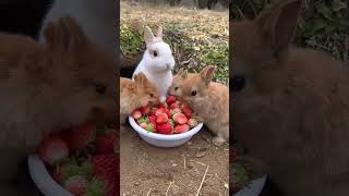 A group of rabbits eat strawberries and are cute Rabbits Little cute pets in the countryside [upl. by Engvall]