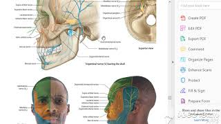 Trigeminal nerve ophthalmic 1 [upl. by Base]