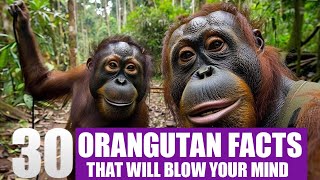 30 Reasons Why Orangutans Are the Most Fascinating Primates on Earth 🌟🐒 [upl. by Teddy]