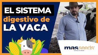 🥛 PRODUCCIÓN LECHERA ▶︎ Descubre como funciociona el SISTEMA DIGESTIVO de la VACA 🐮 [upl. by Novello]