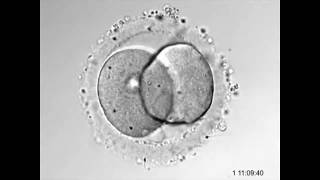 Interação do espermatozoide e óvulo  Time lapse  PRIMORDIA [upl. by Enelhtac]