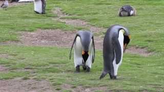 King Penguins Mating Start To Finish Then They Switch [upl. by Larimer727]