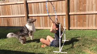 Lance the Sheltie dog training [upl. by Sitoiganap]