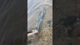 Big Rock fish in the river  rockfish rockfishing fishing limitsby9 river spinner [upl. by Asus]