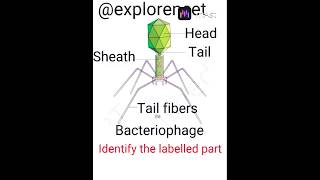 Neet Ncert Daily Question Practice 💯 ll Bacteriophage ll [upl. by Ayanat]