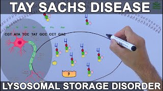 Tay Sachs Disease  Lysosomal Storage Disorder [upl. by Eidob]