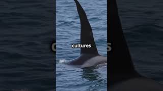 Secrets Revealed The Killer Whale – The Ocean’s Intelligent HunterKillerWhale Predator [upl. by Iznek783]